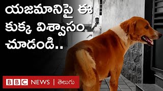 Dog: 4 నెలల క్రితం చనిపోయిన తన యజమాని కోసం మార్చురీ దగ్గరే వేచి చూస్తున్న కుక్క | BBC Telugu