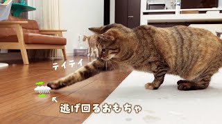 好みってこんなに違うの？猫に人気のおもちゃはどれだ　698話