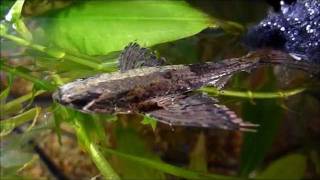 African butterfly fish