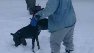 Dobermans Evo \u0026 Taboo playing in the snow No.1