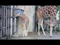 雨の日の動物園。グレビーシマウマとキリン編　2021.6.16【京都市動物園】