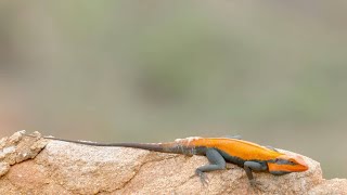 Lizard Wows Potential Mate with Daring Feats