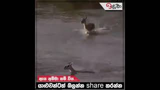 සතෙක් උනත් අම්මා කෙනෙක්