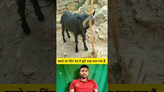 बकरे का सिंग पेड़ में बुरी तरह फस गया हैं 😭🤔 #shorts #goat #goatshorts  #shortvideo #viralvideo