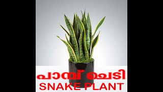 പാമ്പ് ചെടി | Sansevieria | Snake plant | Bigg garden | Bigg tv