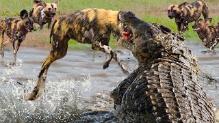 ナイル川で獲物を待ち伏せしていた野生の犬がワニに食べられた。