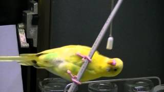 セキセイインコちろちゃん　遊び場を発見