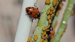 Civano Nursery - Ladybugs munching on aphids