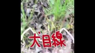 蛯原天 犬目線の春 [動画デコアプリViddory作例]