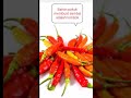 Harga Cabe Pedas Sangat Mahal, Tetap Beli Karena Menjadi Bahan Utama Membuat Sambal