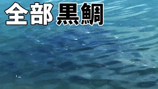 【クロダイ釣り】広島チヌのポテンシャルが凄い！ほぼ管釣り状態のチヌをデイで狙う！