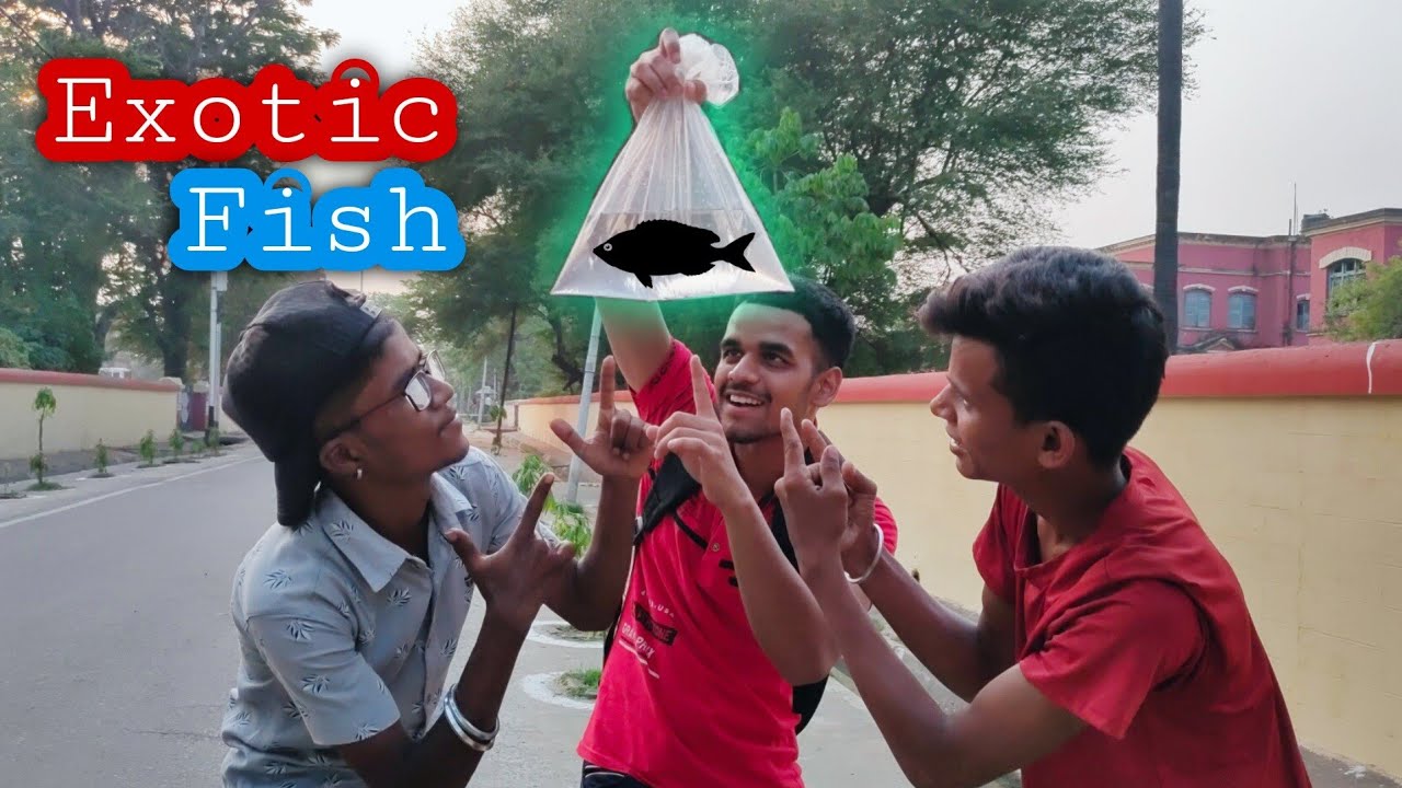 I Got Rare Aquarium Fish From The Wild Youtube