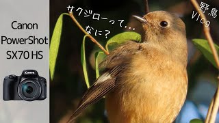 《サクジロー》黄昏の公園でひとりぼっちのおさんぽ探鳥【コンデジ野鳥Vlog】