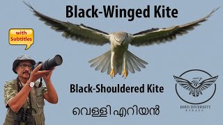 Black-Winged Kite | Black-shouldered Kite | Velly  Eriyan | Elanus caeruleus | വെള്ളി എറിയൻ | Birds