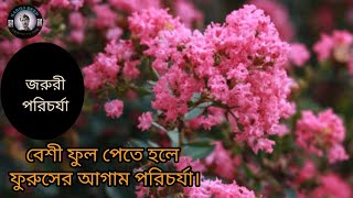 ফুরুস ফুল গাছের আগাম পরিচর্যা। How To Care Crepe Myrtle For Lots Of Flowers In Bengali.