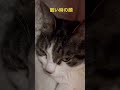 眠い💤 shorts 保護猫