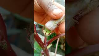 Watch This Okra Change Colour!😊😇