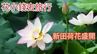 新田荷花盛開：2021年5月中旬@香港賞花2021