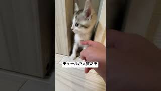 【朗報】子猫、このへん撫でると挙手するので字幕つける。#Shorts