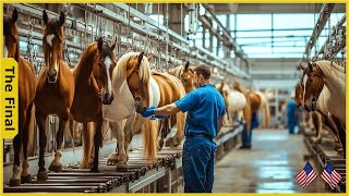 What Happens When Millions Of Pounds Of Horse Meat Vanish In A Night? -Farming Documentary