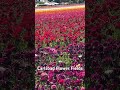 Carlsbad Flower Fields