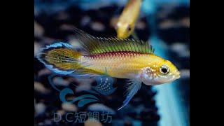 12/22【DC短鯛坊】B白水火焰阿卡西短鯛 No.C8【DwarfCichlid】