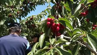 Petik Buah Ceri Manis di Orange, Australia