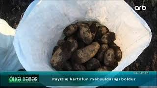 Cəlilabadda payızlıq kartofun məhsuldarlığı boldur