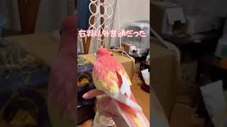 羽が変で病院にいったら1週間安静を命じられた鳥🐥