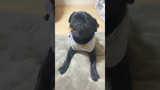 パグを怒らせると大変なことになります #shorts #pug #パグ