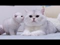 British kittens meet Big Silver cat first time | Baby cats 1 month after birth | Silver Chinchilla