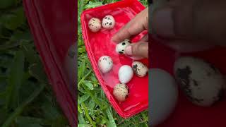 Washing/ Cleaning Fresh Quail Eggs  #quaileggs #backyard #eggs