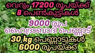 വെറും 17200 രൂപയ്ക്ക് 8 പെൺകുട്ടികൾ9000 രൂപ ഹൈദ്രാബാദി പെണ്ണാട്30 kg പെണ്ണാടുകൾ 6000 രൂപയ്ക്ക്