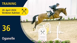 Verden Auction Online - Training - April, 20 - No. 36 Oganelle by Ogano Sitte - Landstreicher