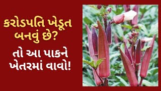 LAL BHINDI કરોડપતિ ખેડૂત બનવું છે? તો આ પાકને ખેતરમાં વાવો! | Red Ladies Finger | Vegetables