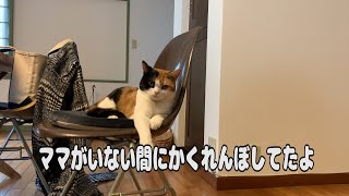 【子猫】ママがいない間にかくれんぼしてたよ【スコティッシュフォールド】