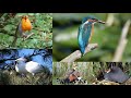 Birds of the Netherlands, their song, call or sound. 118 species.