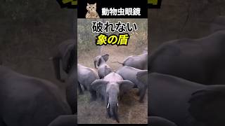 獅子数百が来ても破れない象の盾