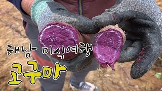 해남으로 떠나는 미식여행 #2.고구마 #자색고구마 #황토고구마 #피낭시에_고구마빵 [전국시대]