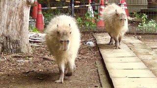 カピバラのお仕事　大宮公園のカピバラたち