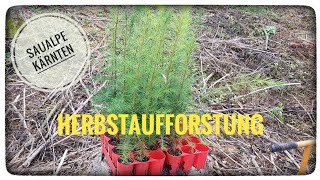 Waldarbeit Forst Herbstaufforstung