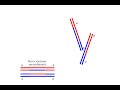 Homologous Recombination