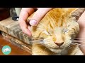 Blind Cat Finds Best Friend She's Looking for So Long | Cuddle Cats