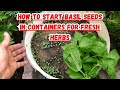 How to Start Basil Seeds in Containers for Fresh Herbs!🍃#basil #gardening #containergardening #herbs