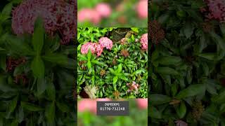 মাত্র ১২০০ টাকায় গোলাপি রঙ্গন ফুল এর চারা #rsvideo #price #wedding #plants