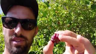 Unbelievable Fruit Forage - sweet suriname cherry SW Florida