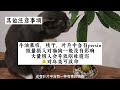 牛油果养护 从种子到盆栽完全攻略 最快速发芽方法 avocado care 植物种草清单06