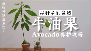 牛油果养护 | 从种子到盆栽完全攻略 | 最快速发芽方法 | Avocado Care | 植物种草清单06