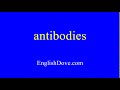 How to pronounce antibodies in American English.