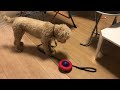 犬の早食い防止　アイテム『kong ジャイロ』